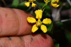 Echinopterys eglandulosa