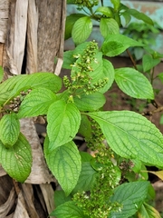 Ocimum