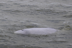 Delphinapterus leucas