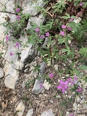 Mirabilis multiflora