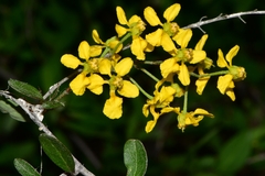 Echinopterys eglandulosa