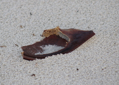 Limulus polyphemus