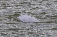 Delphinapterus leucas