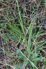Spiranthes casei
