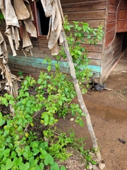 Ocimum