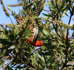 Myzomela sanguinolenta