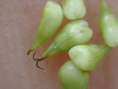 Carex interior