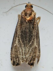 Olethreutes quadrifidum