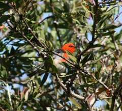 Myzomela sanguinolenta