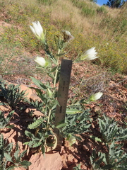 Mentzelia decapetala