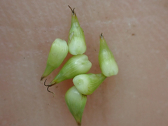 Carex interior