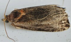 Olethreutes quadrifidum