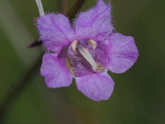 Agalinis maritima