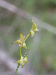 Carex interior