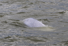 Delphinapterus leucas
