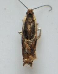 Ancylis metamelana