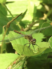 Sympetrum obtrusum