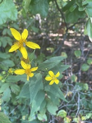 Helianthus microcephalus