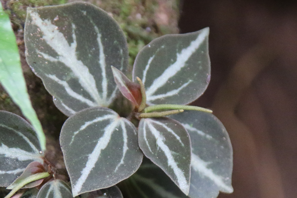 Peperomia trinervis