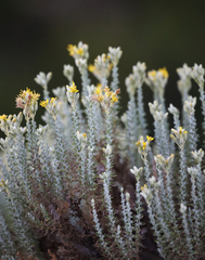Ericameria ericoides