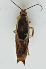 Ancylis metamelana