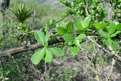 Fouquieria formosa