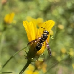 Parancistrocerus