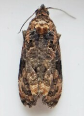 Endothenia hebesana