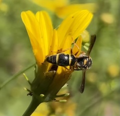 Parancistrocerus