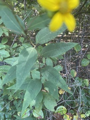 Helianthus microcephalus