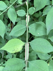 Euonymus alatus