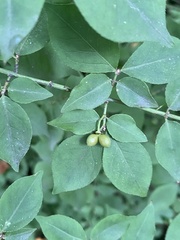 Euonymus alatus