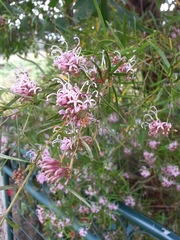 Grevillea sericea