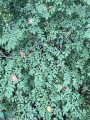 Euonymus alatus