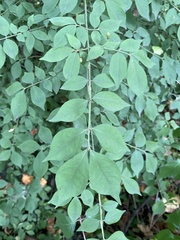 Euonymus alatus