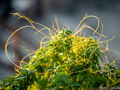 Cuscuta approximata
