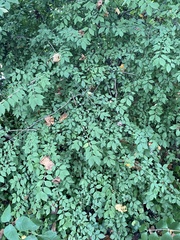 Euonymus alatus