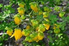 Senna wislizeni