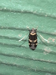 Oegoconia novimundi
