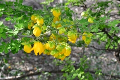 Senna wislizeni