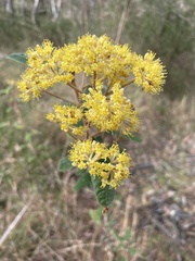 Pomaderris intermedia