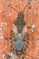 Aradus proboscideus
