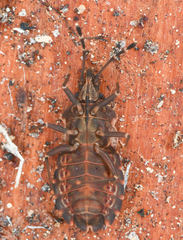 Aradus proboscideus