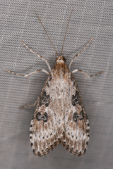 Udea turmalis