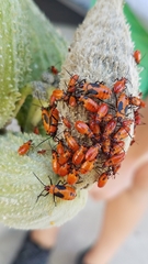 Oncopeltus fasciatus