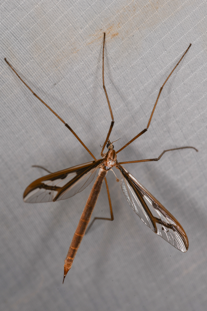 Pedicia parvicellula