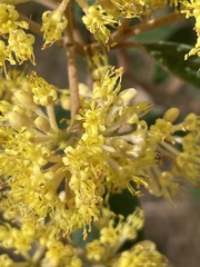 Pomaderris intermedia