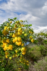 Senna wislizeni
