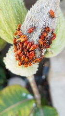 Oncopeltus fasciatus