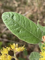 Pomaderris intermedia